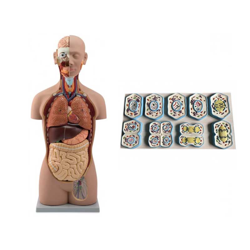 Anatomía